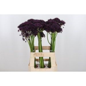 Allium Atropurpureum Zwart
