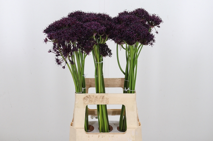 <h4>Allium Atropurpureum Zwart</h4>
