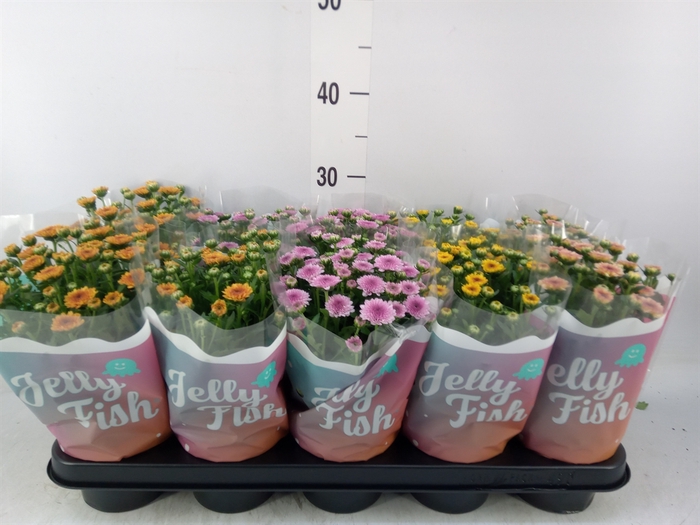 <h4>Chrysanthemum  'Jellyfish'   ...mix</h4>