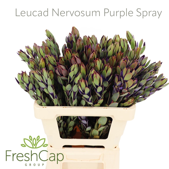 <h4>Leucad Nervosum Purple Spray</h4>