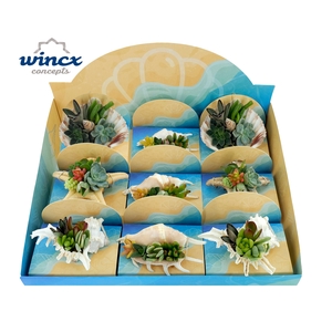 Concepts® - UniqueShells Mix (M) single pack in display box