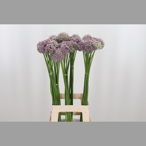 Allium Ampeloprasum
