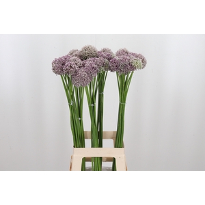 Allium Ampeloprasum