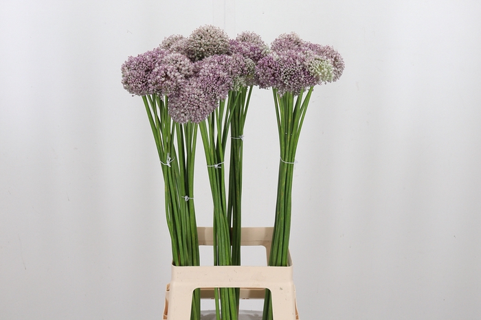 <h4>Allium Ampeloprasum</h4>