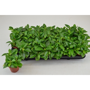 Peperomia Pixie Green 8,5cm