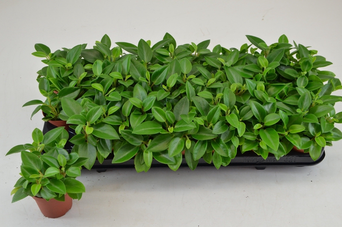<h4>Peperomia Pixie Green 8,5cm</h4>