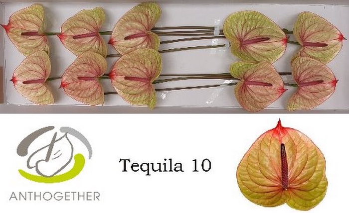 <h4>Anth A Tequila 15 cm X10 Oosterzon</h4>