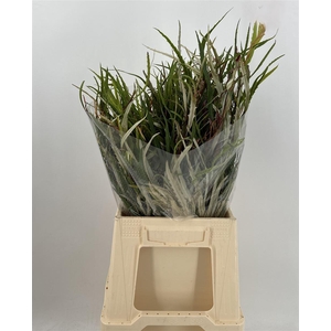 GREVILLEA C 200