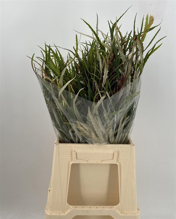 <h4>GREVILLEA C 200</h4>