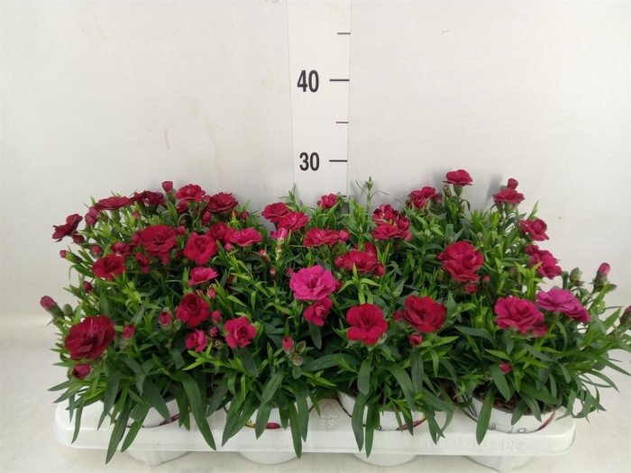 <h4>Dianthus  'Oscar Cherry'</h4>