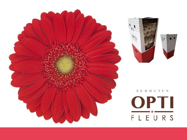 <h4>Gerbera Carambole</h4>