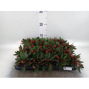 Peperomia caperata 'Rosso'