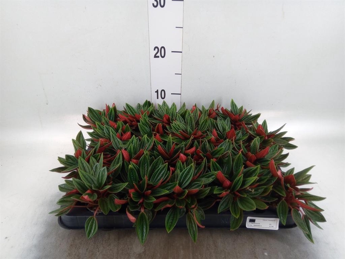 <h4>Peperomia caperata 'Rosso'</h4>