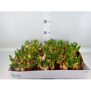 Narcissus  'Tete a tete'