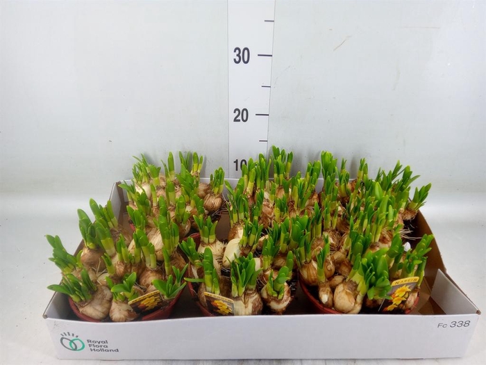 <h4>Narcissus  'Tete a tete'</h4>