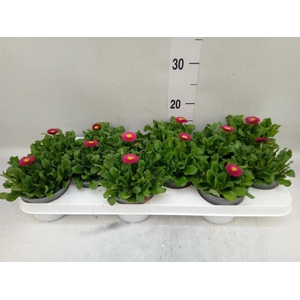 Bellis perennis 'Rusher Carmine'