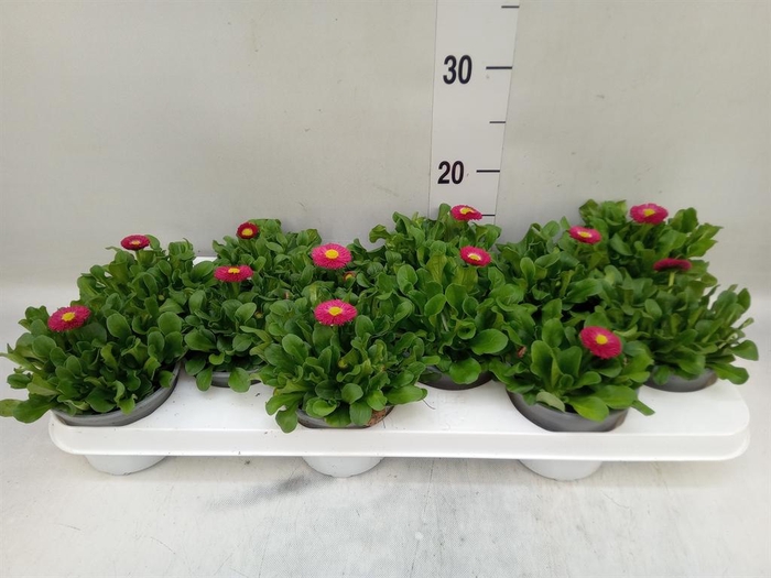 <h4>Bellis perennis 'Rusher Carmine'</h4>