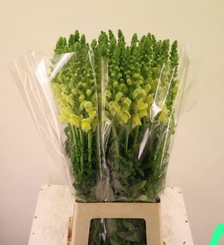 <h4>ANTIR LEGEND YELLOW</h4>