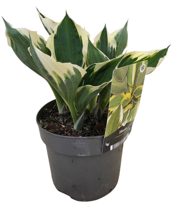 <h4>Hosta Patriot</h4>