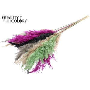 Pampas Grass 70cm 10st/bunch Colourful 8