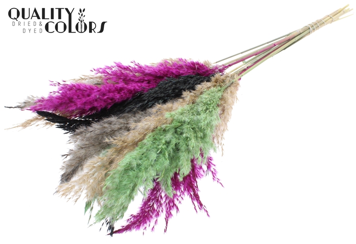<h4>Pampas Grass 70cm 10st/bunch Colourful 8</h4>