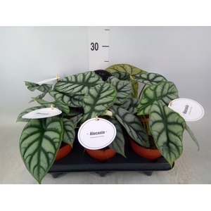 Alocasia   ...