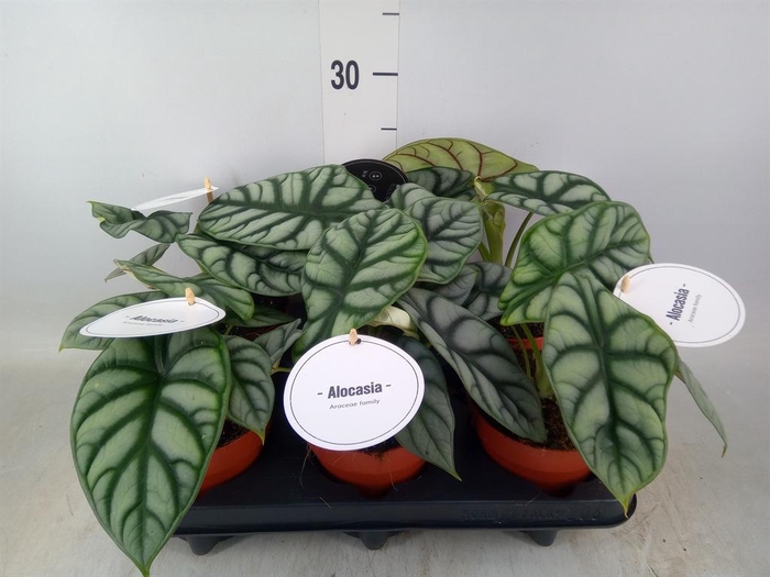 <h4>Alocasia   ...</h4>