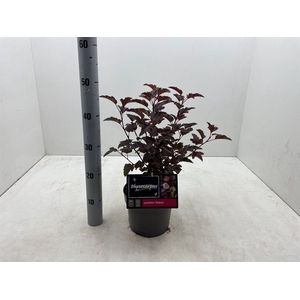 Physocarpus opulif. 'Diabolo'