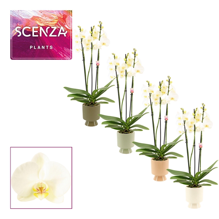 <h4>Phalaenopsis 3 tak 18+ wit in Marly (Silent moods-collection)</h4>