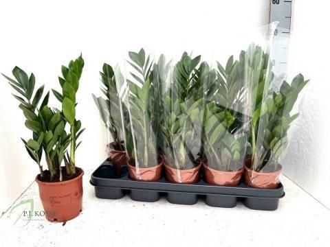 <h4>ZAMIO ZAMIIFOLIA</h4>