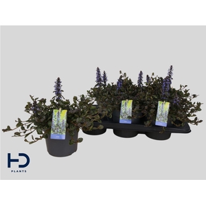 Ajuga reptans