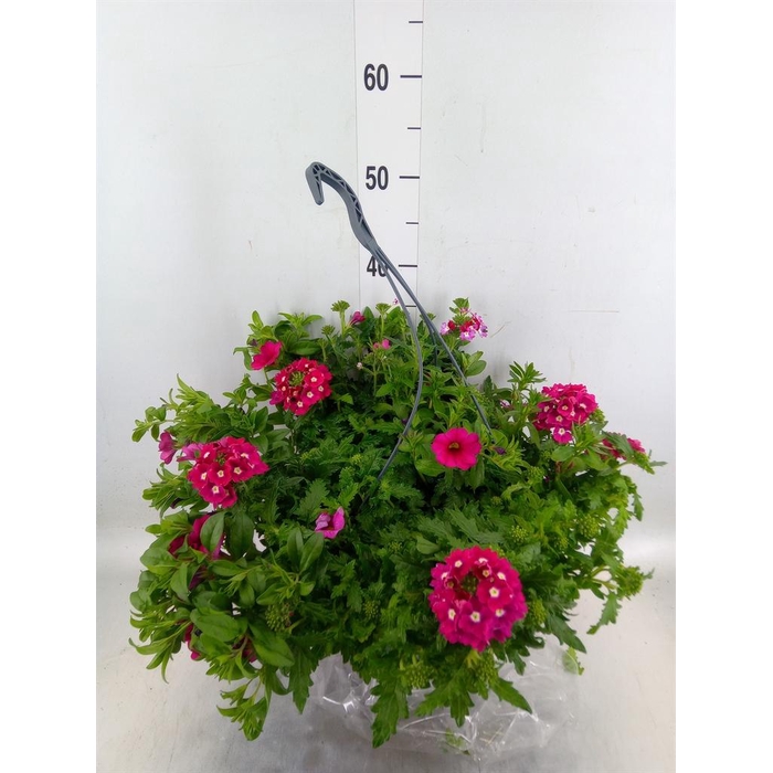 <h4>Perkplanten   ...mix /pot [Bedding]</h4>