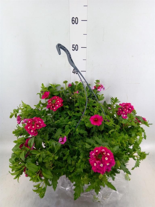 <h4>Perkplanten   ...mix /pot [Bedding]</h4>