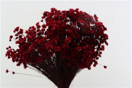 <h4>Dried Glixia Red Bunch</h4>