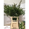 Spiraea Snowmoun