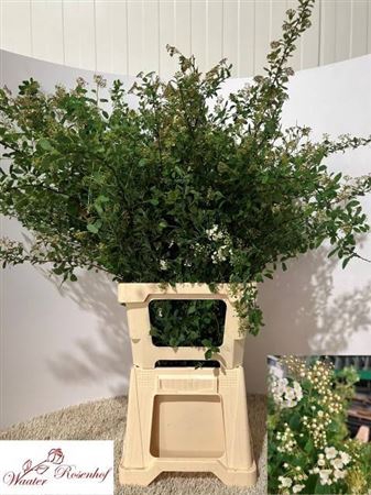 <h4>Spiraea Snowmoun</h4>
