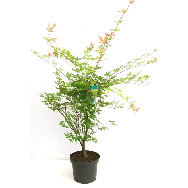 <h4>Acer palmatum 'Sangokaku' P23 Full CC</h4>