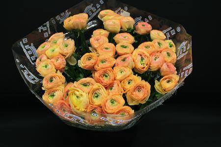 <h4>Cloni Super Tuareg</h4>