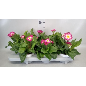 Primula elat. 'Stella Rose'