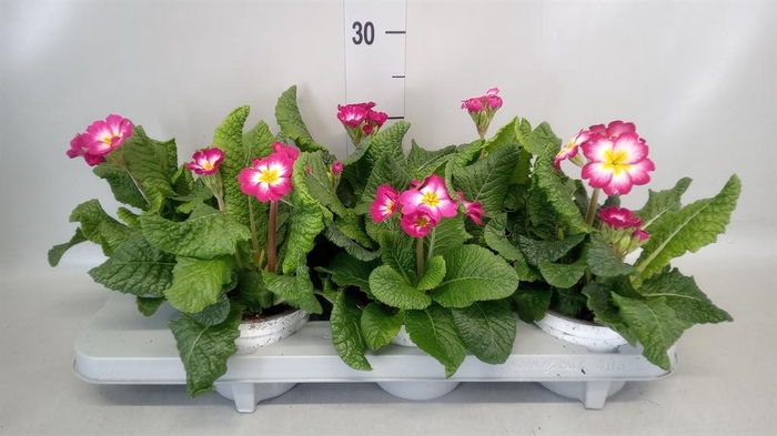<h4>Primula elat. 'Stella Rose'</h4>