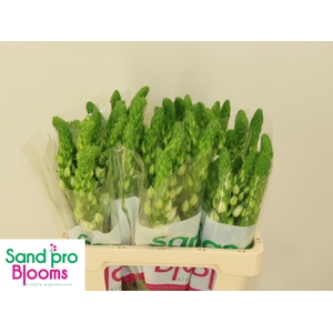 ORNIT THY MILKY WAY