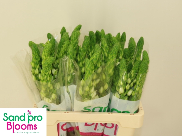 <h4>ORNIT THY MILKY WAY</h4>