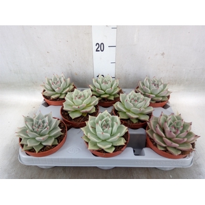 Echeveria  'Sirius'