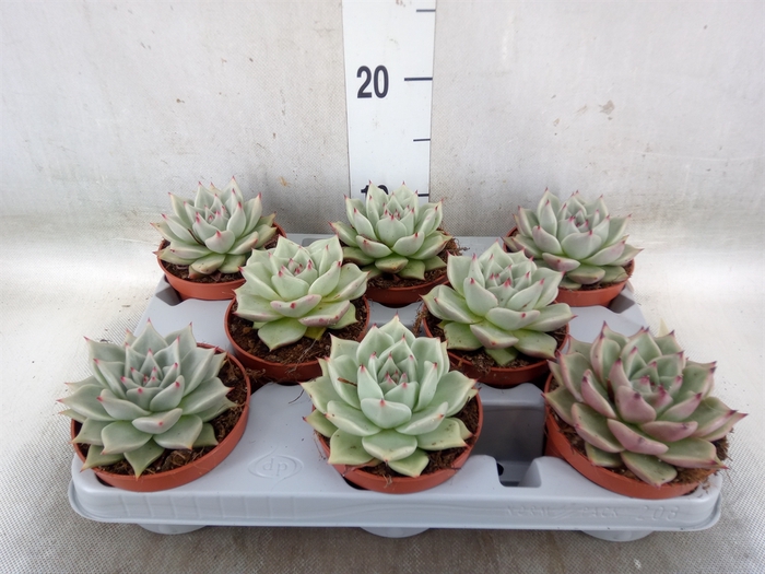 <h4>Echeveria  'Sirius'</h4>