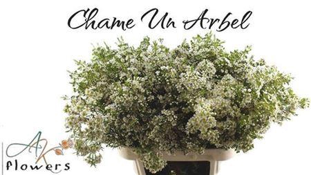 <h4>Chame Un Arbel</h4>