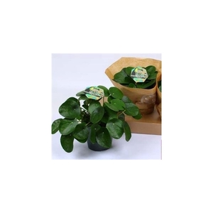 Pilea Peperomioides