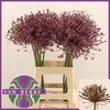 Allium Spider