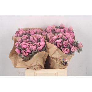 Anemone Powder Pink