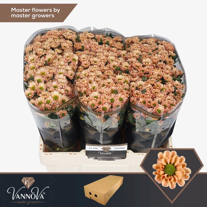 <h4>Chr S Rossi Salmon</h4>