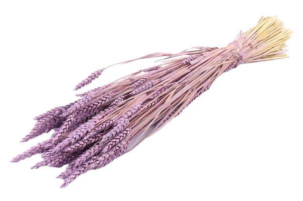 Bunch Triticum Frosted Slv L60
